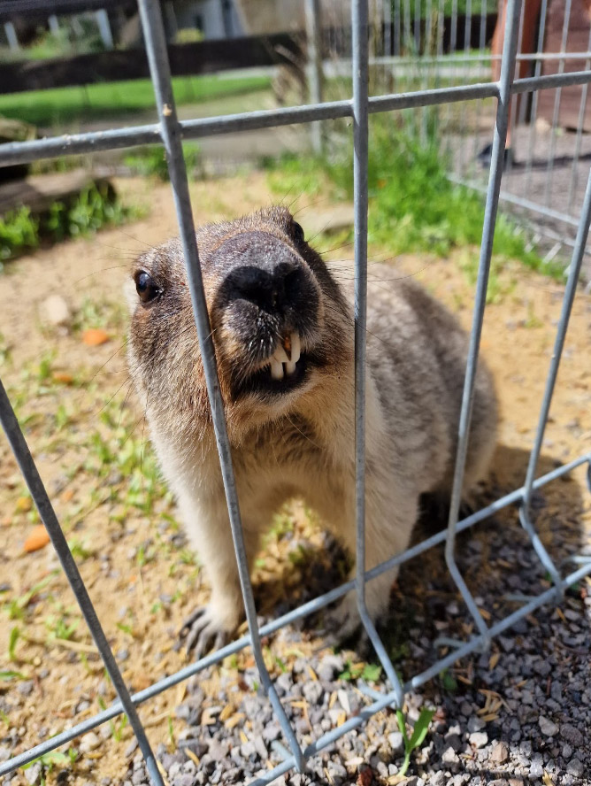 MiniZOO Vendryně – zvířata